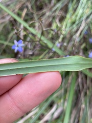Dianella brevicaulis