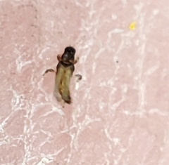 Thysanoptera