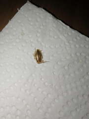 Ectobius vittiventris