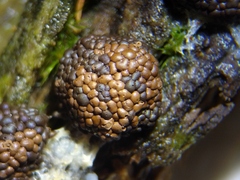 Tubifera