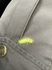 Calliteara pudibunda