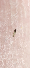 Thysanoptera