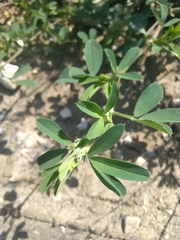 Medicago