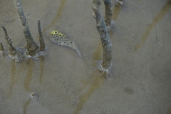 Dichotomyctere nigroviridis