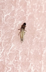 Thysanoptera
