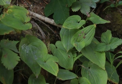 Maianthemum bifolium