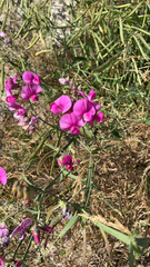 Lathyrus latifolius
