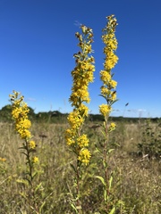 Solidago virgaurea