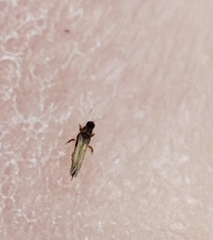 Thysanoptera