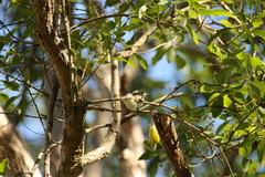 Chrysococcyx minutillus