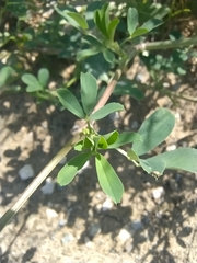 Medicago