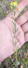 Galatella biflora