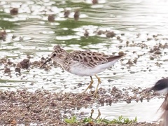 Calidris subminuta