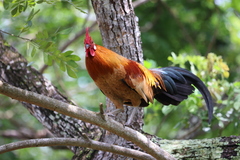Gallus gallus domesticus