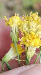 Galatella biflora