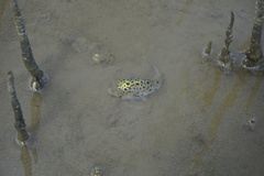 Dichotomyctere nigroviridis