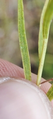 Galatella biflora