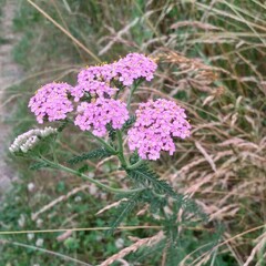 Achillea millefolium