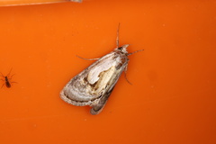 Chrysanympha formosa