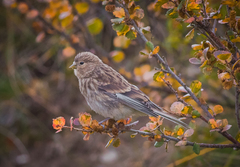 Linaria flavirostris