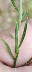 Galatella biflora