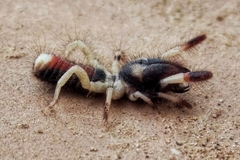 Rhagodidae