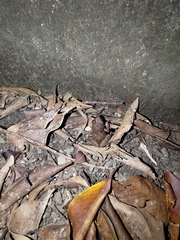 Eleutherodactylus planirostris