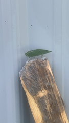 Microcentrum retinerve