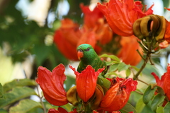 Trichoglossus chlorolepidotus