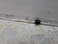 Macroscytus brunneus