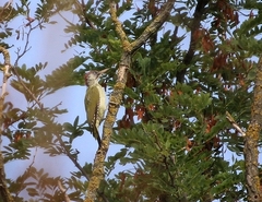 Picus viridis