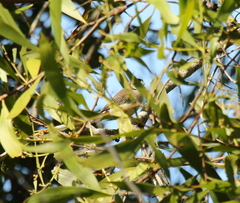 Stizoptera bichenovii