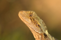 Intellagama lesueurii
