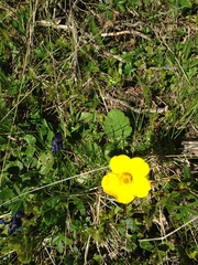 Geum montanum