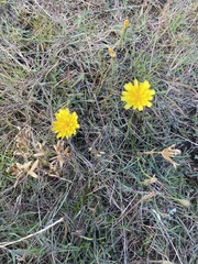 Scorzoneroides autumnalis