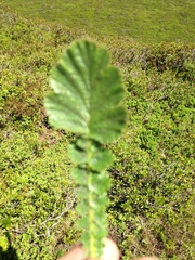 Geum montanum