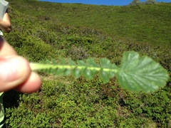 Geum montanum