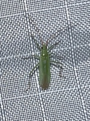 Trigonotylus caelestialium