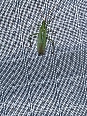 Trigonotylus caelestialium