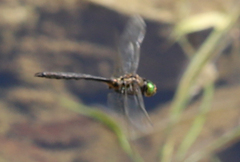 Somatochlora meridionalis