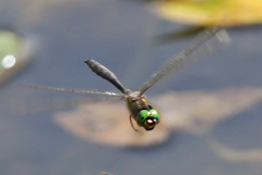 Somatochlora meridionalis