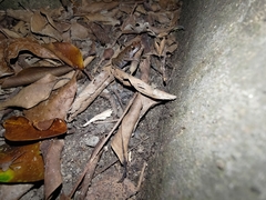 Eleutherodactylus planirostris