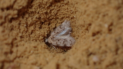 Bryotropha domestica