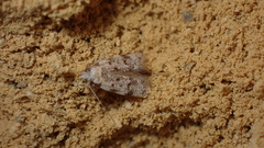 Bryotropha domestica
