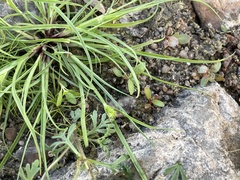 Cyperus brevifolius
