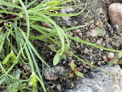 Cyperus brevifolius