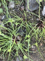 Cyperus brevifolius