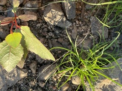 Cyperus brevifolius