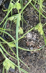 Cyperus brevifolius