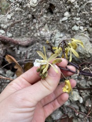 Erythrorchis cassythoides